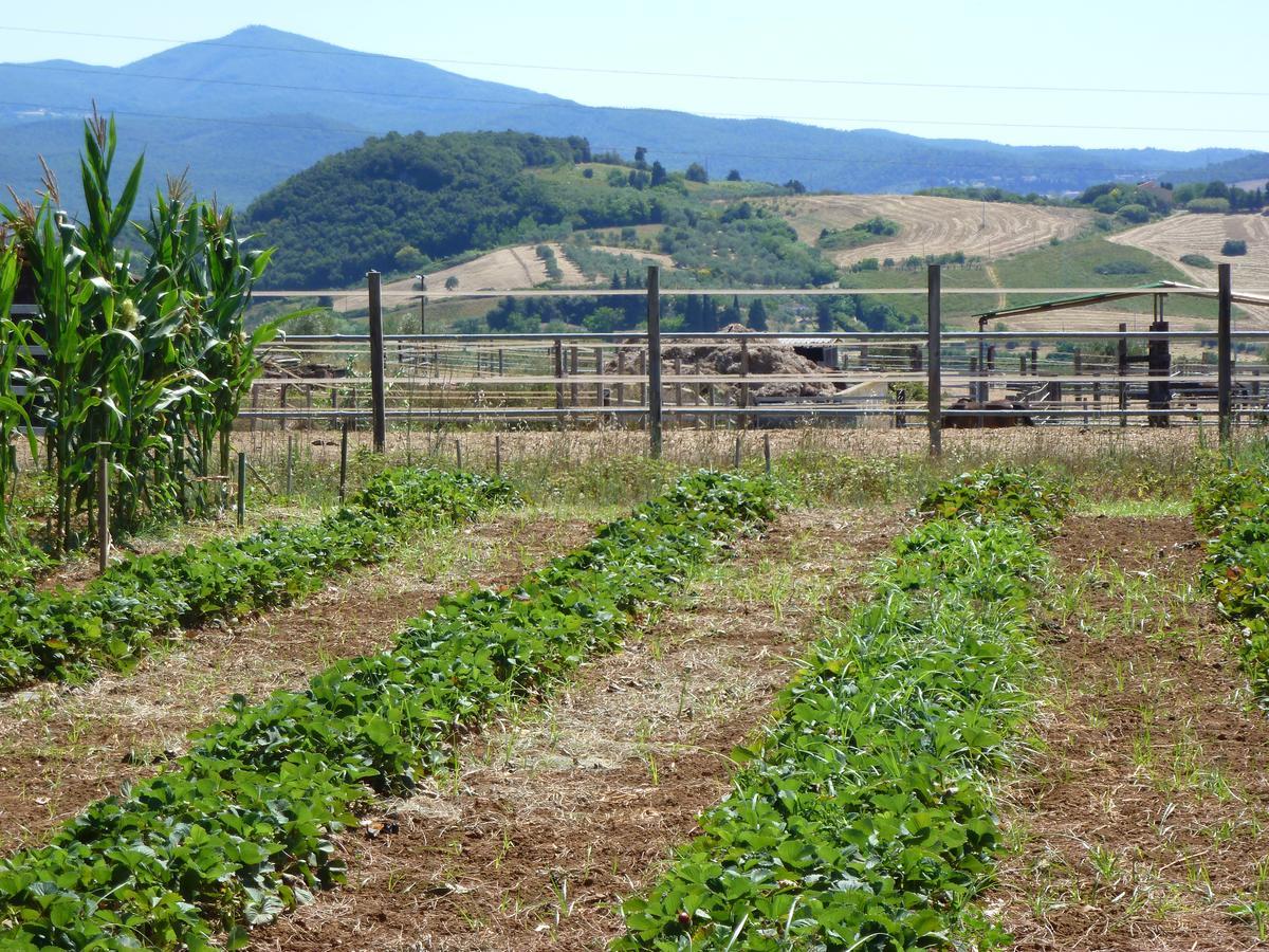 Agriturismo San Marco Hotel Rosignano Marittimo Buitenkant foto